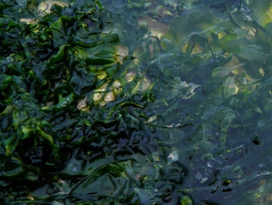 seaweed4